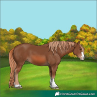 Horse Color:Chestnut 