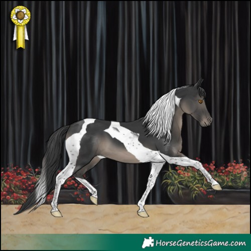Horse Color:Black Tobiano 