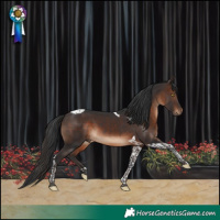Horse Color:Brown Tobiano 