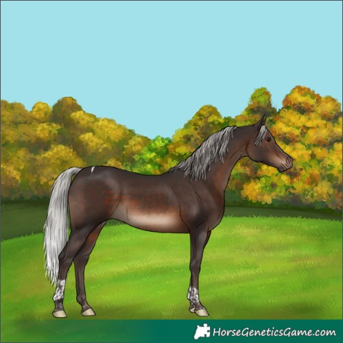 Horse Color:Silver Brown Tobiano 