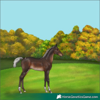 Horse Color:Silver Brown Tobiano
