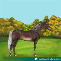 Horse Color:Silver Brown Tobiano 