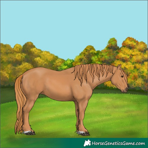 Horse Color:Chestnut 