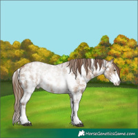 Horse Color:Grullo Pearl Sabino Brindle 