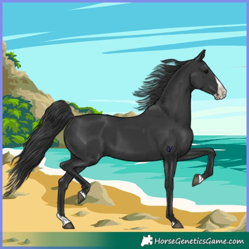 Horse Color:Black Splash 