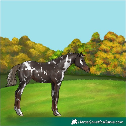 Horse Color:White Spotted Liver Chestnut 