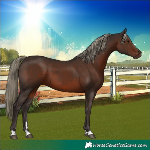 Horse Color:Liver Chestnut 