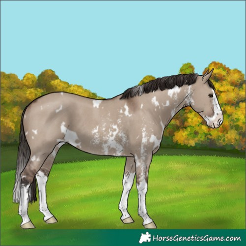 Horse Color:White Spotted Liver Red Dun Sabino Splash 