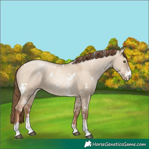 Horse Color:White Spotted Liver Red Dun Pearl Sabino Rabicano 