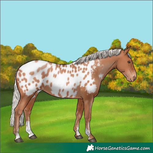 Horse Color:Silver Bay Pearl Sabino Appaloosa 