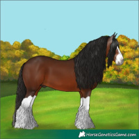 Horse Color:Gray Bay Splash 