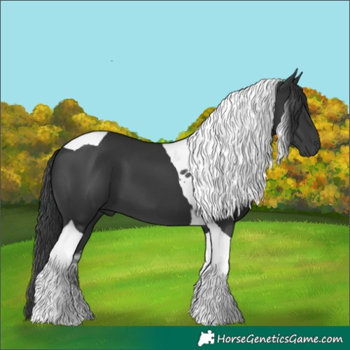 Horse Color:Black Tobiano