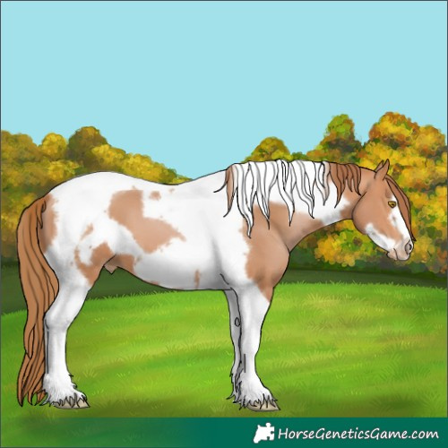 Horse Color:Bay Pearl Tobiano Frame