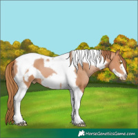 Horse Color:Bay Pearl Tobiano Frame 