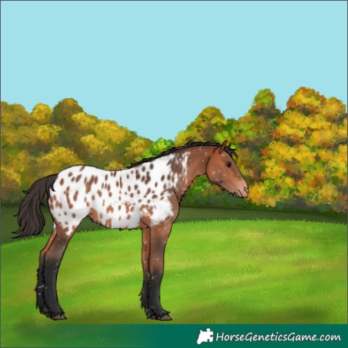 Horse Color:Bay Blanket 