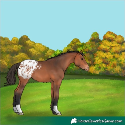 Horse Color:Bay Appaloosa 