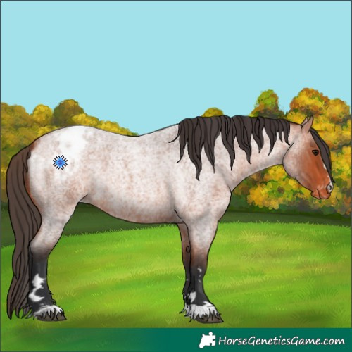 Horse Color:Bay Roan Varnish 