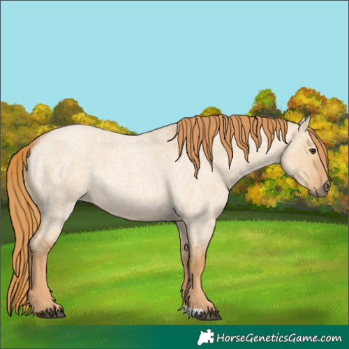 Horse Color:Red Dun Roan