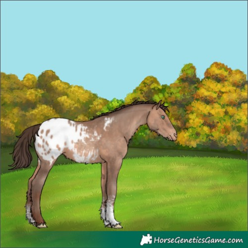 Horse Color:Sable Champagne Sabino Blanket 