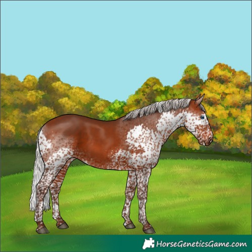 Horse Color:Silver Bay Splash Tobiano 