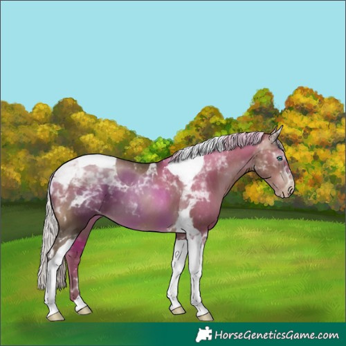 Horse Color:Gray Silver Buckskin Pearl Tobiano