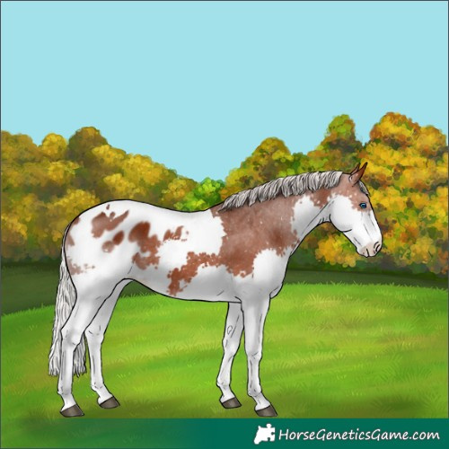 Horse Color:Silver Brown Splash Tobiano Appaloosa 