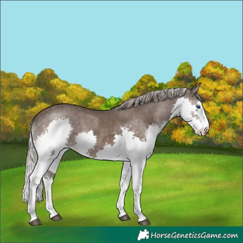 Horse Color:Silver Black Splash Tobiano Rabicano 