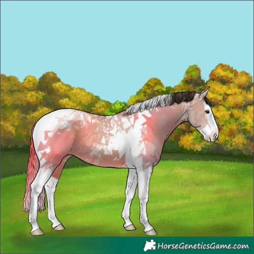 Horse Color:Liver Red Dun Splash Tobiano