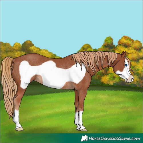 Horse Color:Chestnut Frame Rabicano 