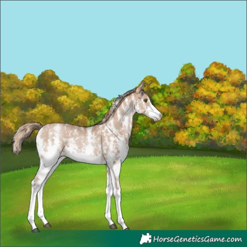 Horse Color:Black Pearl Sabino
