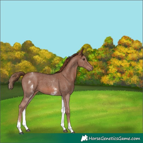 Horse Color:White Spotted Chestnut Sabino 