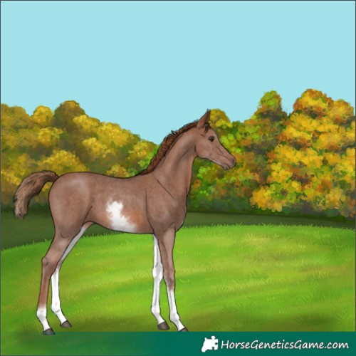 Horse Color:White Spotted Chestnut Sabino