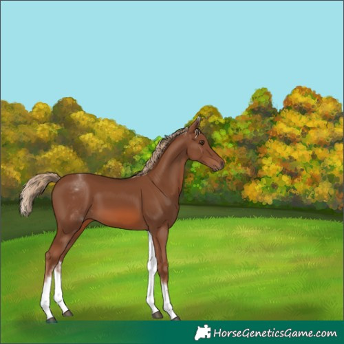 Horse Color:White Spotted Chestnut 