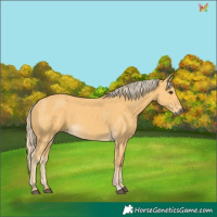 Horse Color:Palomino 