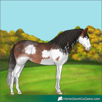 Horse Color:Brown Splash