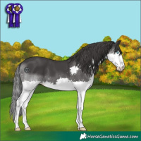 Horse Color:Black Splash