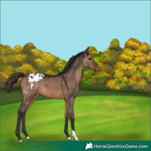 Horse Color:Brown Dun Appaloosa 