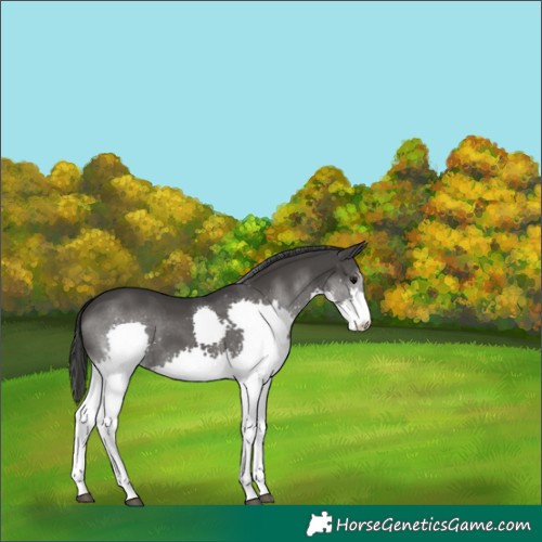 Horse Color:Black Splash 