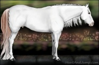 Horse Color:Brown Appaloosa