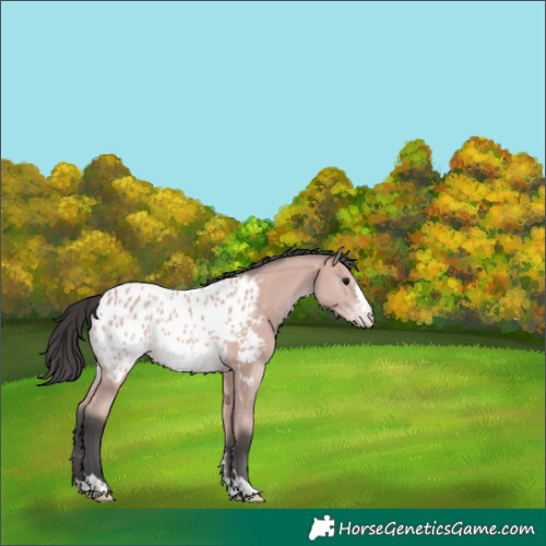 Horse Color:Platinum Bay Appaloosa 