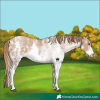 Horse Color:Black Pearl Sabino