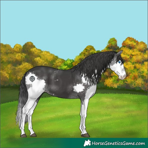 Horse Color:Black Splash 