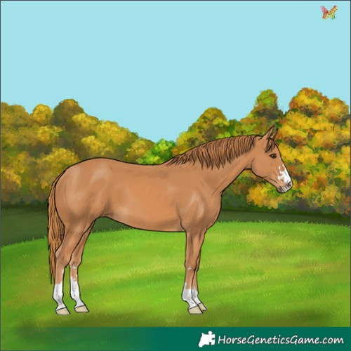 Horse Color:Chestnut 