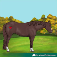 Horse Color:Chocolate Black