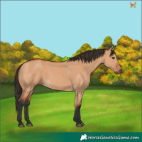 Horse Color:Bay Dun 