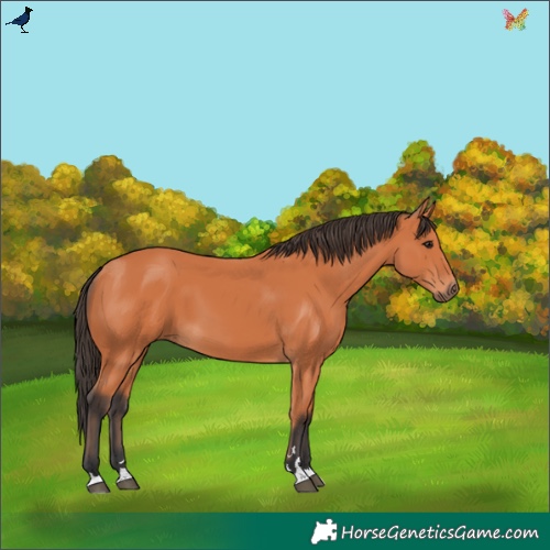 Horse Color:Bay 