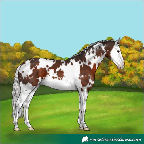 Horse Color:White Spotted Silver Brown Splash 