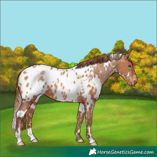 Horse Color:White Spotted Brown Pearl Appaloosa 