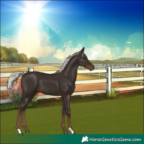 Horse Color:Liver Chestnut Mushroom 