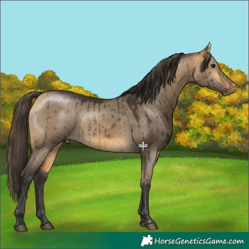 Horse Color:Buckskin Dun Brindle 
